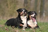 BOUVIER D'APPENZELL 048